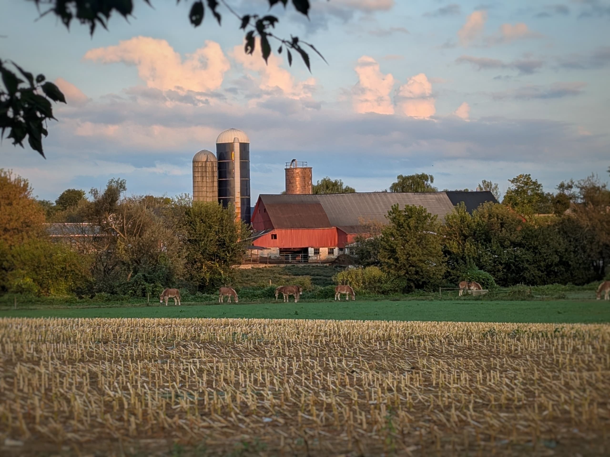 red barn with field and mules red barn with field and mules