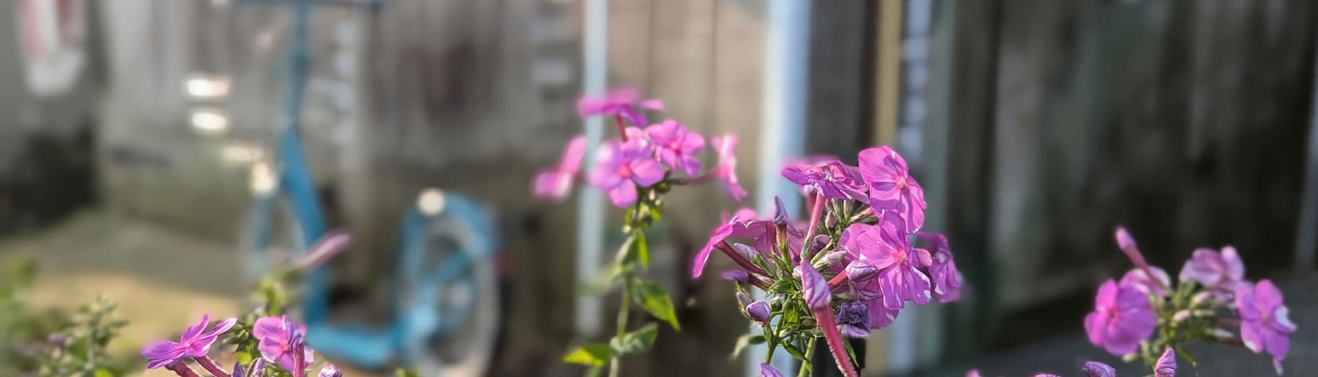 Bright pink flowers in front of a blurred background with a blue scooter.