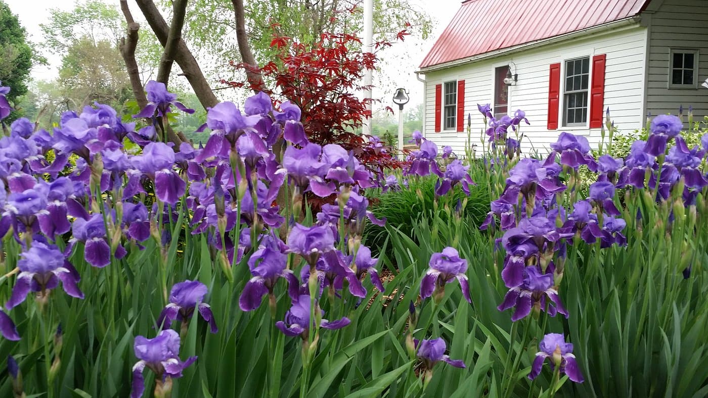 A vibrant display of purple irises in a garden next to a white house with red shutters. A vibrant display of purple irises in a garden next to a white house with red shutters.